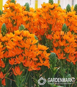 Ornithogalum Doubtful Dubium Geel 5 pcs