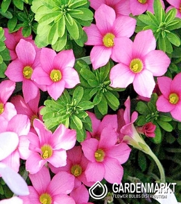 Oxalis Hirta Gothenburg 3 pcs