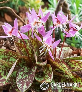 Erythronium Dog's Tooth Purple King 1 pcs
