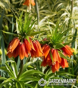 Fritillaria Crown Imperial Premier 1 pcs