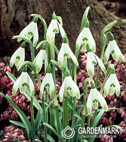 Galanthus Snowdrop Viridi-apice 3 pcs