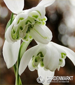 Galanthus Snowdrop Dionysus 3 pcs