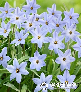 Ipheion Rolf Fiedler 10 pcs