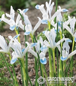 Iris Reticulata Frozen Planet 5 pcs