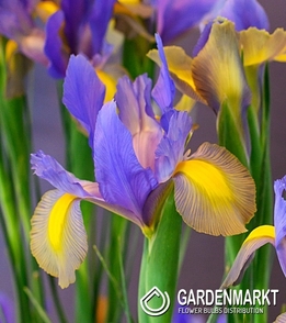 Iris Dutch Mystic Beauty 10 pcs