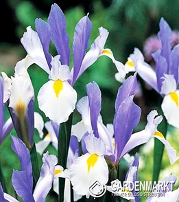 Iris Dutch Silver Beauty 10 pcs