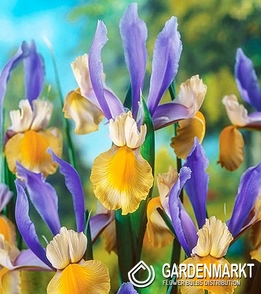 Iris Dutch Miss Saigon 10 pcs