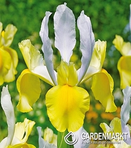 Iris Dutch Montecito 10 pcs