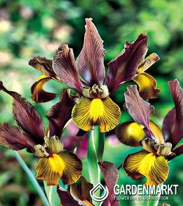 Iris Dutch Autumn Princess 10 pcs