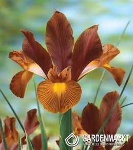 Iris Dutch Lion King 10 pcs
