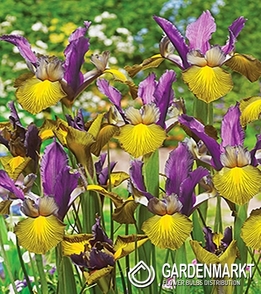 Iris Dutch Picasso 5 pcs