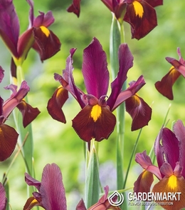 Iris Dutch Red Ember 10 pcs
