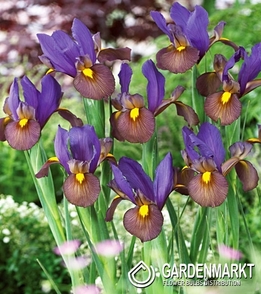 Iris Dutch Tigereye 10 pcs