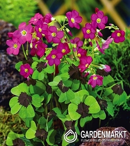 Oxalis Deppei Iron Cross 20 pcs