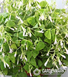 Oxalis Fanny 10 pcs