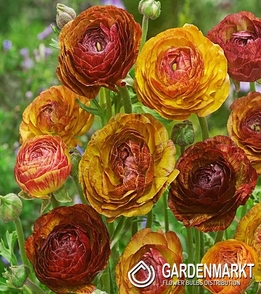 Ranunculus Picotee Cafe 5 pcs