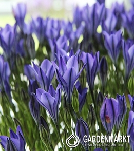 Brodiaea Triteleia Blues 10 pcs