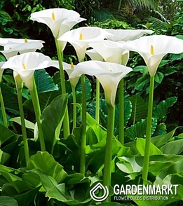 Zantedeschia Arum Lily Calla Aetiopica 1 pcs
