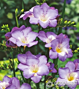 Freesia Single Blue 10 pcs