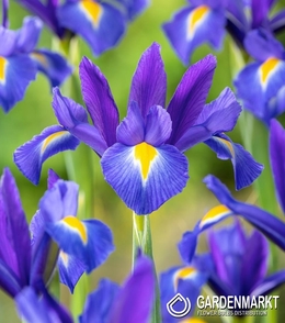 Iris Dutch Valentine 10 pcs