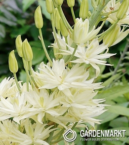 Camassia Semiplena 1 pcs