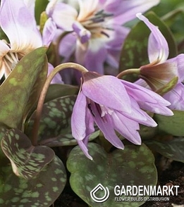 Erythronium Dog's Tooth Lilac Wonder 1 pcs