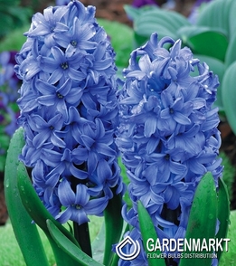 Hyacinth Blue 14/15 3 pcs