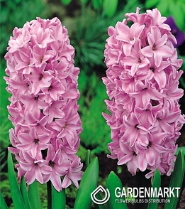 Hyacinth Pink 14/15 3 pcs