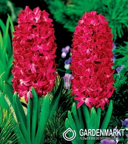 Hyacinth Red 14/15 3 pcs