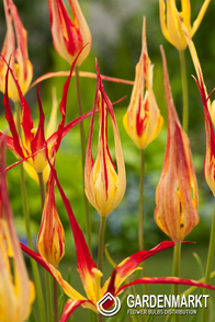 Tulip Acuminata 1 pcs