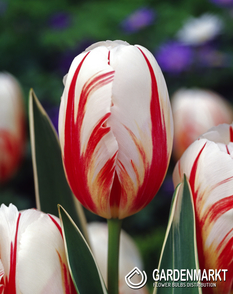 Tulip Triumph Carnaval de Rio 5 pcs