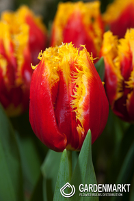Tulip Fringed Davenport 5 pcs