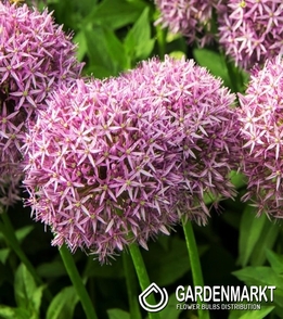 Allium Ivory Queen 3 pcs