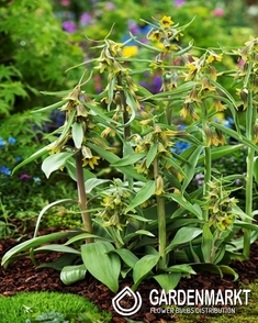 Fritillaria Crown Imperial Aurora 1 pcs