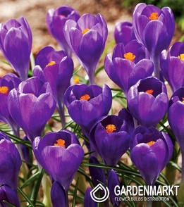 Spring Crocus Remembrance 10 pcs