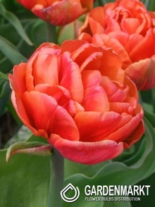 Tulip Double Blue Diamond 5 pcs