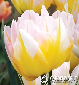 Tulip Double Blue Diamond 5 pcs
