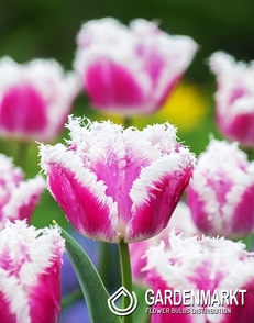Tulip Fringed Fancy Frills 5 pcs