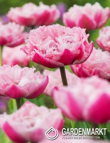 Tulip Fringed Fancy Frills 5 pcs