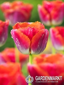 Tulip Fringed Fancy Frills 5 pcs