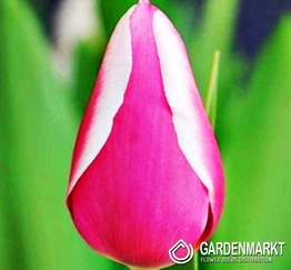 Tulip Triumph Yokohama 5 pcs