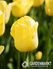 Tulip Triumph Yokohama 5 pcs