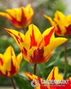 Tulip Lilyflowering Aladdin 5 pcs