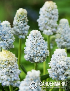 Muscari Grape Hyacinth Album 10 pcs