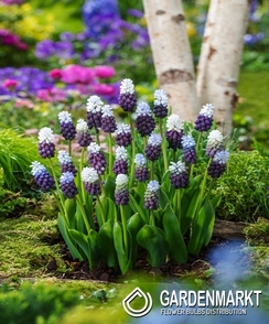 Muscari Grape Hyacinth Album 10 pcs