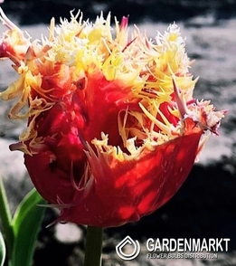 Tulip Yellow 5 pcs