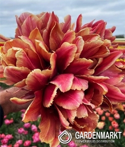 Tulip Double Miranda 5 pcs