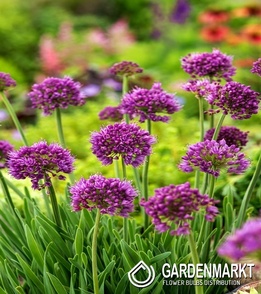 Allium Senescens 1 pcs