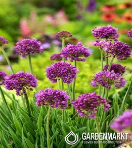 Allium Moly 10 pcs