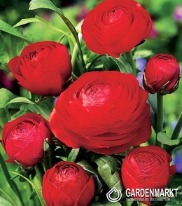 Ranunculus Red 5 pcs